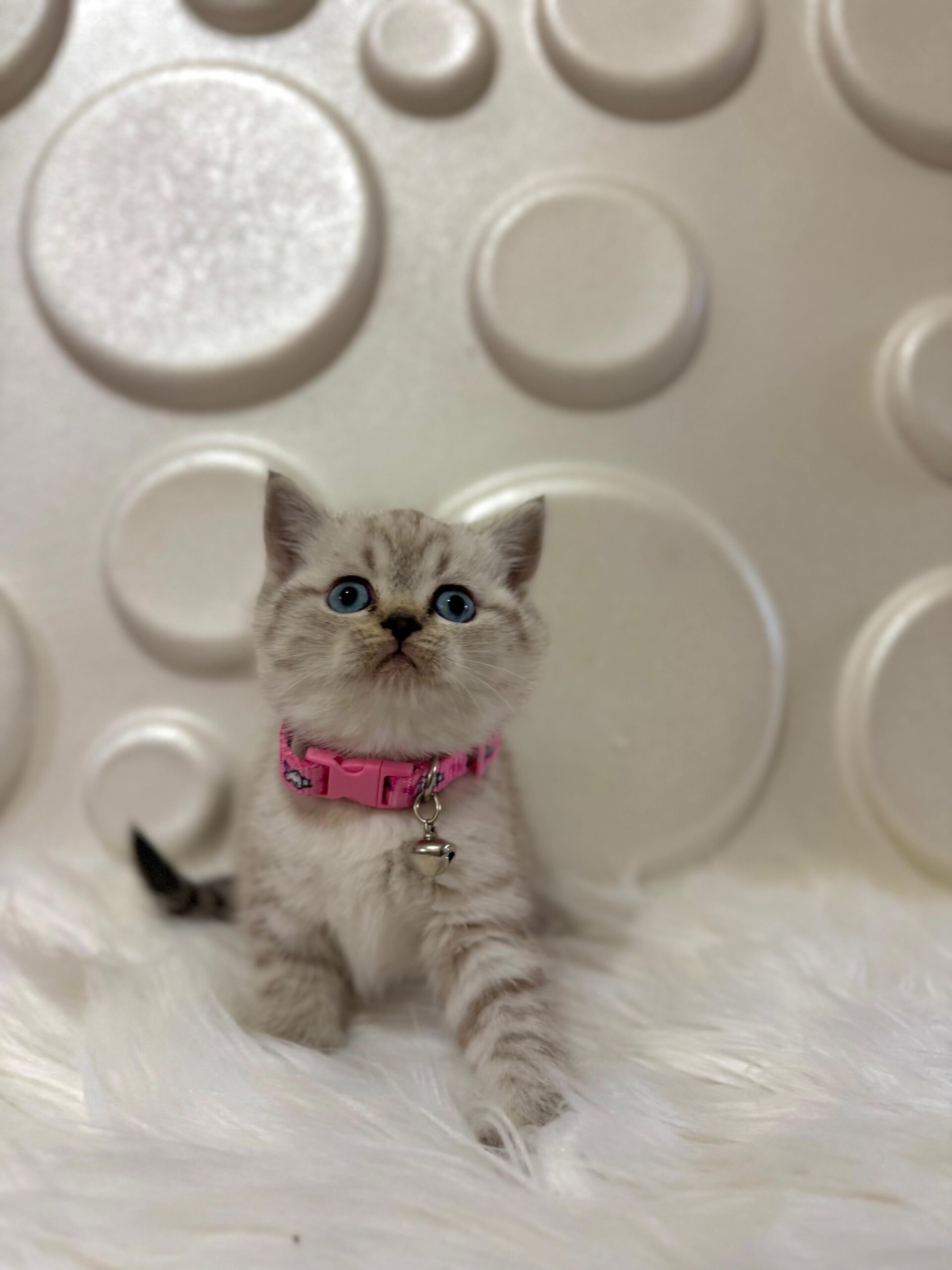 British Shorthair Kedileri Hakkında Kediseverlerin Bilmesi Gerekenler