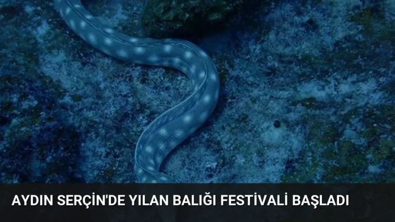 Aydın Serçin’de Yılan Balığı Festivali Başladı