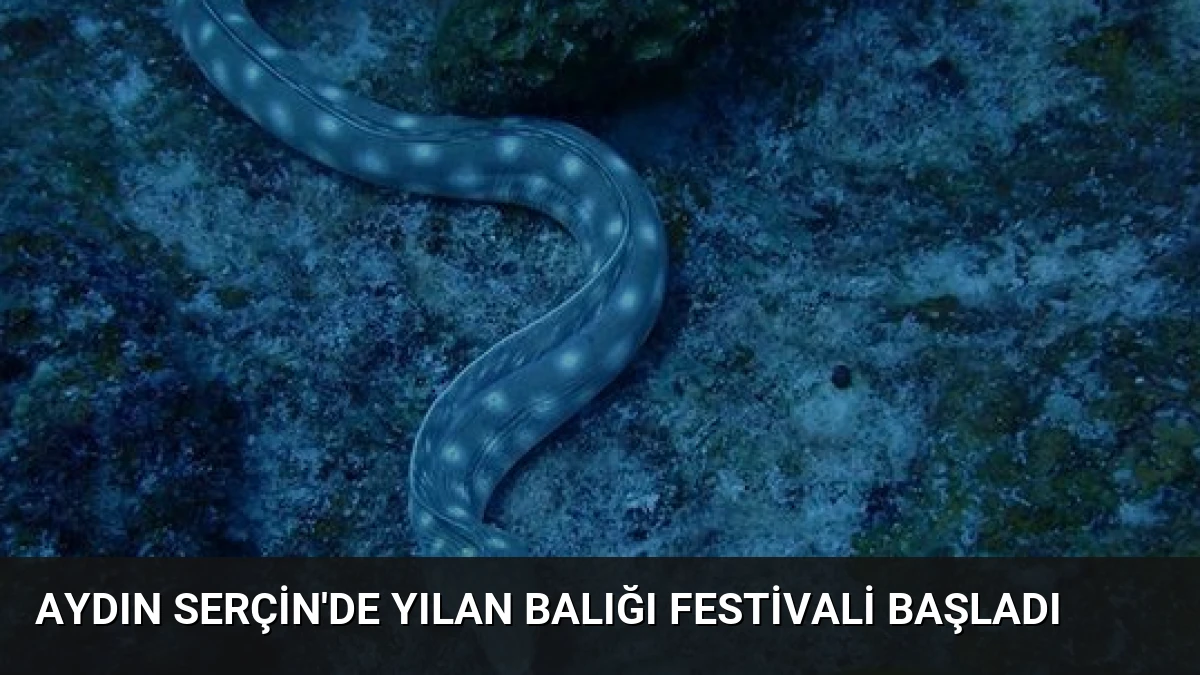 Aydın Serçin’de Yılan Balığı Festivali Başladı