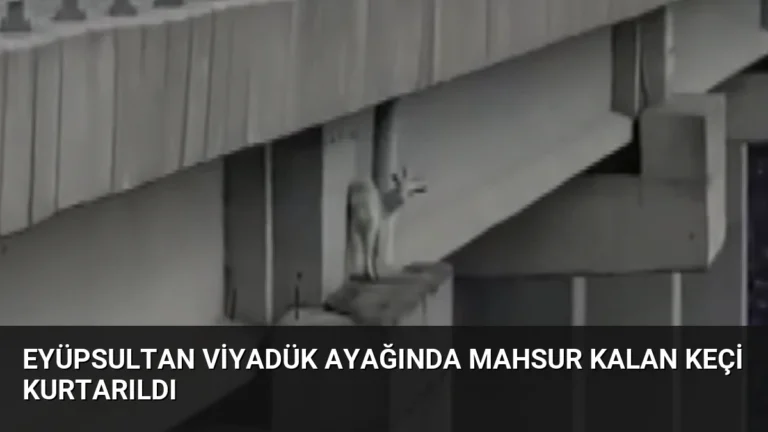 Eyüpsultan Viyadük Ayağında Mahsur Kalan Keçi Kurtarıldı