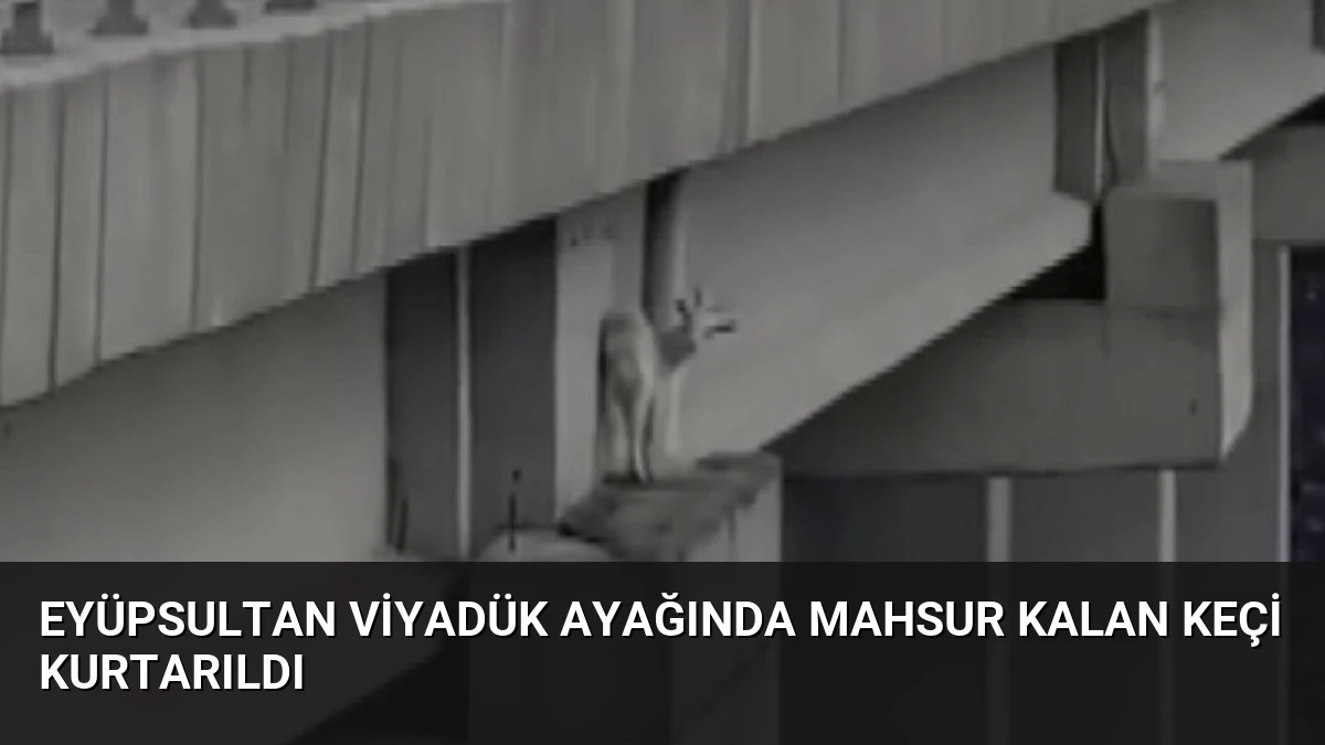 Eyüpsultan Viyadük Ayağında Mahsur Kalan Keçi Kurtarıldı