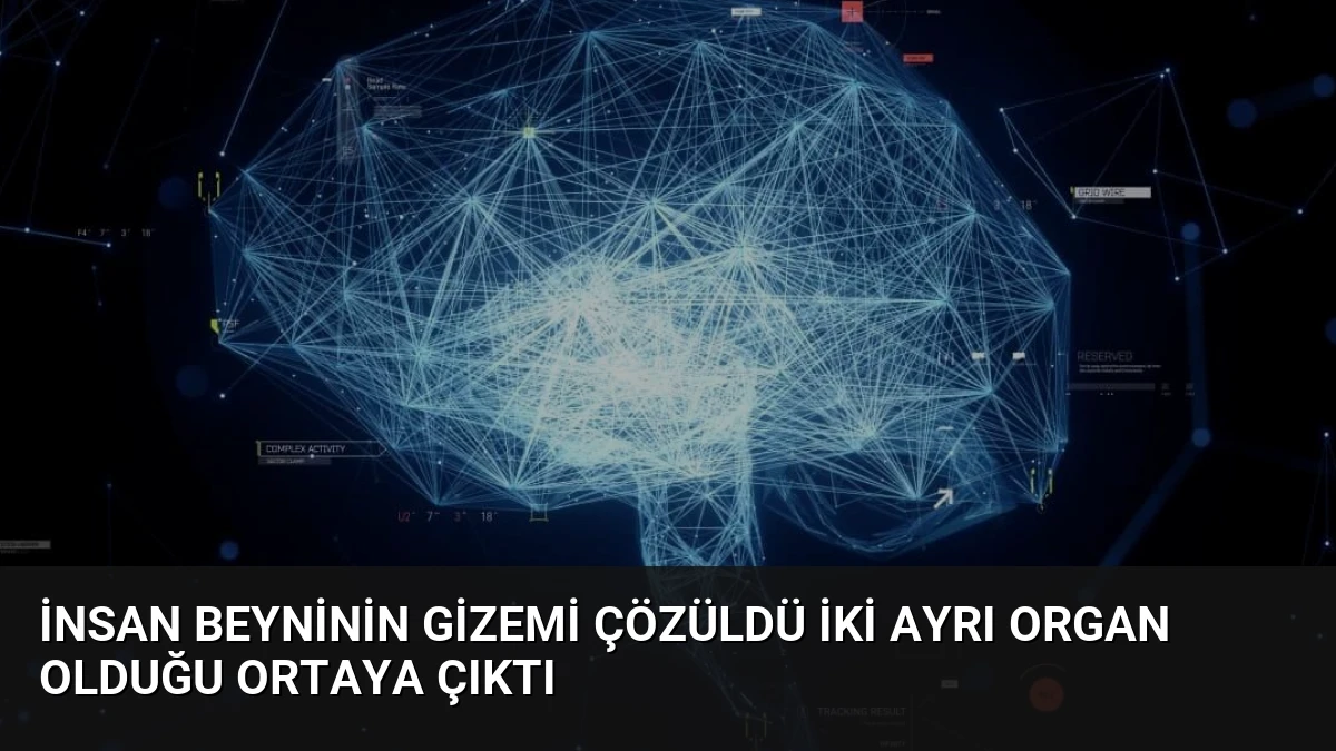 İnsan Beyninin Gizemi Çözüldü İki Ayrı Organ Olduğu Ortaya Çıktı